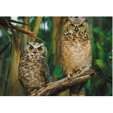 Puzzle Trefl 1000 Owls (10603)