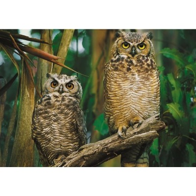 Puzzle Trefl 1000 Owls (10603)