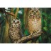 Puzzle Trefl 1000 Owls (10603)