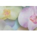 Обои Home Color HC71421-35 Orchid