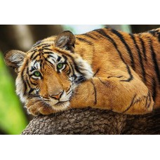 Пазл Trefl 500 Tiger Portrait (37397)