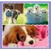 Puzzle Trefl 3in1 Lovely dogs (34854)