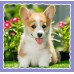 Puzzle Trefl 3in1 Lovely dogs (34854)