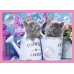 Puzzle Trefl 4in1 Fun cats (34396)