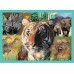 Puzzle Trefl 4in1 The Mysterious World of Animals (34382)