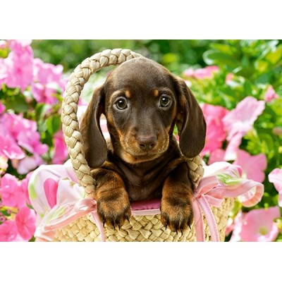 Пазл Castorland 260 Cute Dachshund (B-27514)