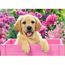 Пазл Castorland 300 Labrador Puppy in Pink Box (B-030071)