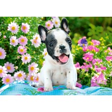 Пазл Castorland 500 French Bulldog Puppy (В-53650)