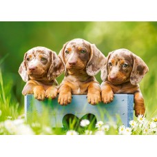 Пазл Castorland 100 Cute Dachshunds (B-111213)