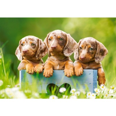 Пазл Castorland 500 Cute Dachshunds (B-53605)