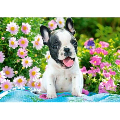 Пазл Castorland 70 Midi French Bulldog Puppy (B-070152)